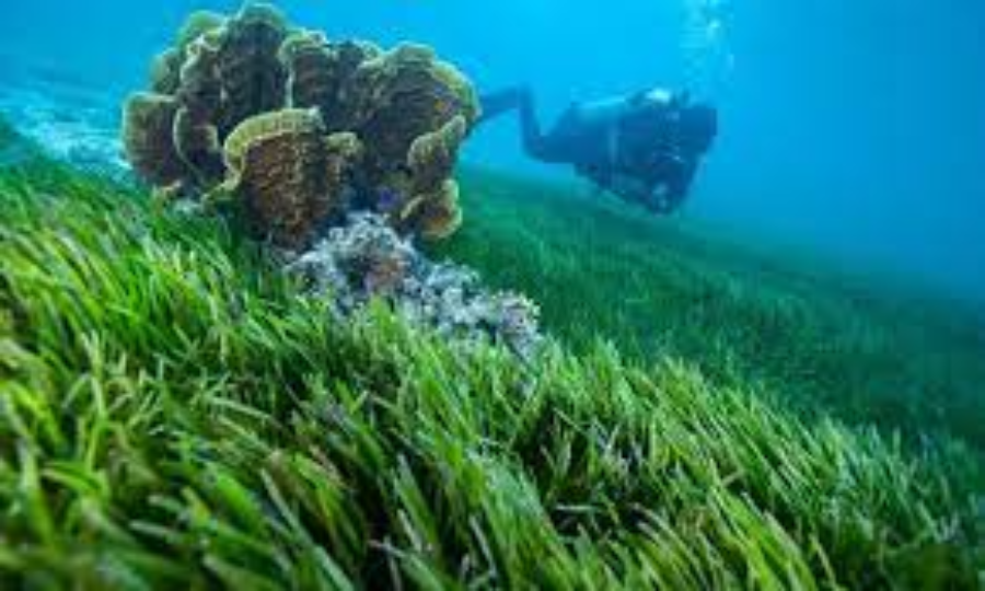 Which kind of aquatic plants are found in seas? - Quora